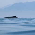 Explore Puerto Vallarta in a Unique Way: Bike Tours for an Unforgettable Experience